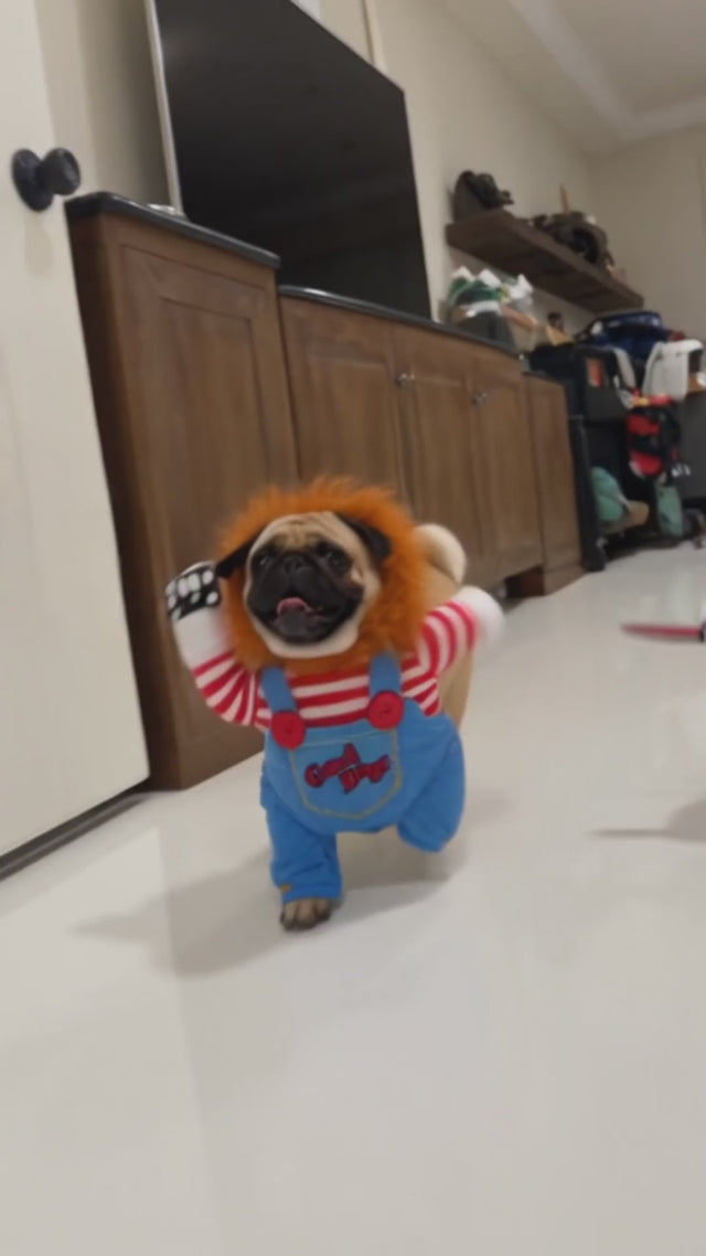 Several pugs in Wuffy Chucky doll dog costumes walking down a hallway together
