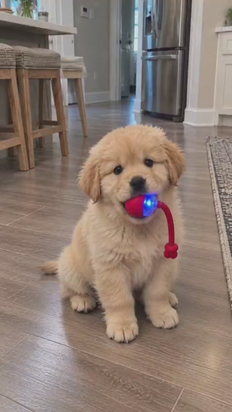Golden retriever puppy sitting in a kitchen holding the red Wuffy ZoomBall in its mouth