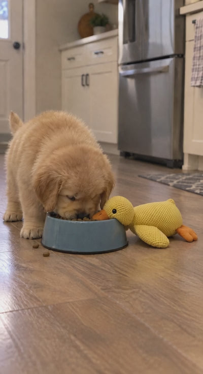 Puppy nosing the Wuffy SnoozeDuck plush duck toy on the kitchen floor