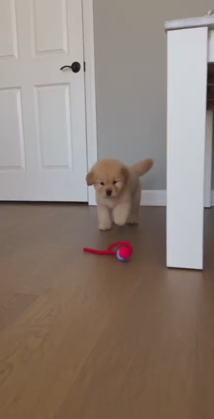 Golden retriever puppy running after the Wuffy ZoomBall across a wood floor and picking up its rope
