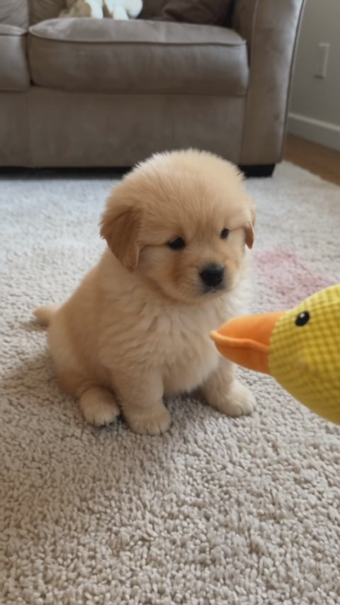 Puppy playing with the Wuffy SnoozeDuck plush duck toy at home