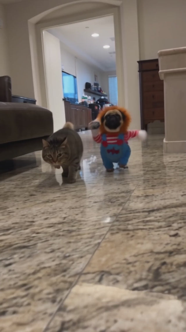 Pug in the Wuffy Chucky doll dog costume walking next to a tabby cat, then up close to the camera