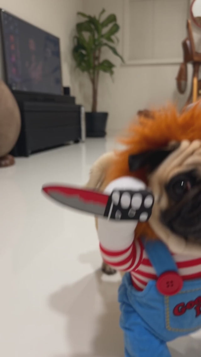 Pug in the Wuffy Chucky doll dog costume walking toward the camera across a living room